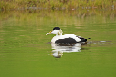 Eider - Common Eider - Eiderente - Somateria mollissima-IJsland-Iceland-Island
