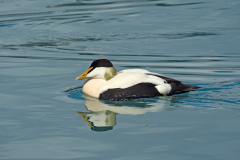 Eider - Common Eider - Eiderente - Somateria mollissima-IJsland-Iceland-Island