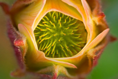 Fjalldalafifill-Knikkend nagelkruid - Water avens - Bach Nelkenwurz - Geum rivale-IJsland-Iceland-Island