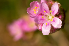 Geldingahnappur - Engels gras - Sea thrift - Strand Grasnelke - Armeria maritima-IJsland-Iceland-Island