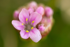 Geldingahnappur - Engels gras - Sea thrift - Strand Grasnelke - Armeria maritima-IJsland-Iceland-Island