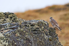 Giervalk-Gyr falcon-Gerfalke-Falco rusticolus-IJsland-Iceland-Island