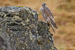 Giervalk-Gyr falcon-Gerfalke-Falco rusticolus-IJsland-Iceland-Island