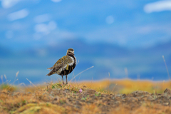 Goudplevier-Golden-plover-Goldregenpfeifer-Pluvialis apricaria-Island-Iceland-Island