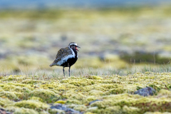 Goudplevier-Golden-plover-Goldregenpfeifer-Pluvialis apricaria-Island-Iceland-Island