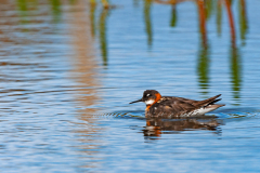Grauwe franjepoot-Red necked phalarope-Odinshuhnchen-Phalaropus lobatus-IJsland-Iceland-Island