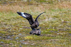 Grote-jager-Great skua-Skua-Stercorarius skua-IJsand-Iceland-Island