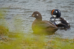 Harlekijneend-Harlequin duck-Kragenente-Histrionicus histrionicus-IJsand-Iceland-Island