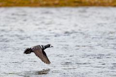 Harlekijneend-Harlequin duck-Kragenente-Histrionicus histrionicus-IJsand-Iceland-Island