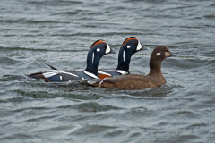 Harlekijneend-Harlequin duck-Kragenente-Histrionicus histrionicus-IJsand-Iceland-Island