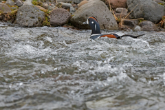 Harlekijneend-Harlequin duck-Kragenente-Histrionicus histrionicus-IJsand-Iceland-Island