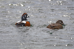 Harlekijneend-Harlequin duck-Kragenente-Histrionicus histrionicus-IJsand-Iceland-Island