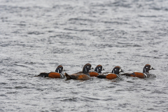 Harlekijneend-Harlequin duck-Kragenente-Histrionicus histrionicus-IJsand-Iceland-Island