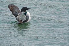 IJsduiker-Great northern diver-Eistaucher-Gavia immer-IJsland-Iceland-Island