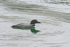 IJsduiker-Great northern diver-Eistaucher-Gavia immer-IJsland-Iceland-Island