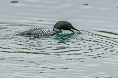 IJsduiker-Great northern diver-Eistaucher-Gavia immer-IJsland-Iceland-Island