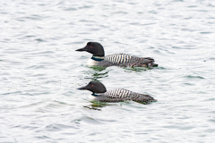 IJsduiker-Great northern diver-Eistaucher-Gavia immer-IJsland-Iceland-Island