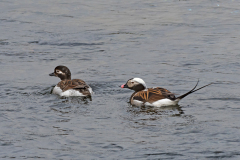 IJseend-Long-tailed duck-Eisente-Clangula huemalis-IJsland-Iceland-Island
