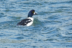 IJslandse brilduiker-Barrows goldeneye-Spatelente-Bucephala islandica-IJsland-Iceland-Island