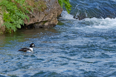 IJslandse brilduiker-Barrows goldeneye-Spatelente-Bucephala islandica-IJsland-Iceland-Island
