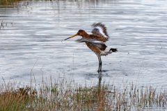 IJslandse grutto-Iceland bar-tailed godwit-Island-Pfuhlschnepfe-Limosa limosa islandica-IJsland-Iceland-Island