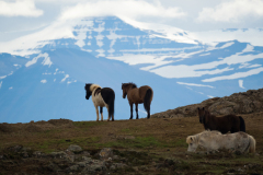 IJslandse paarden op hun plek - Icelandic Horses on the right spot - Island Pferden am Ihre platz-IJsland-Iceland-Island