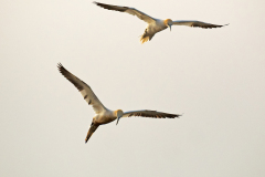 Jan van gent-Northern gannet-Bastolpel-Morus bassanus-IJsland-Iceland-Island