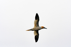 Jan van gent-Northern gannet-Bastolpel-Morus bassanus-IJsland-Iceland-Island