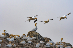 Jan van gent-Northern gannet-Bastolpel-Morus bassanus-IJsland-Iceland-Island