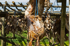 Kabeljauwkoppen - Codfish-heads - Dorschköpfe -IJsland-Iceland-Island