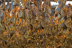 Kabeljauwkoppen - Codfish-heads - Dorschköpfe -IJsland-Iceland-Island