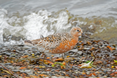 Kanoet-Red knot-Knutt-Calidris canutus-IJsland-Iceland-Island