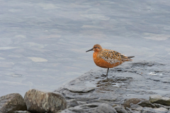 Kanoet-Red knot-Knutt-Calidris canutus-IJsland-Iceland-Island