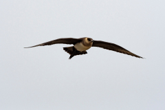 Kleine Jager - Arctic Skua - Schmrotzerraubmöwe - Stercorariua parasiticus-IJsland-Iceland-Island
