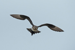 Kleine Jager - Arctic Skua - Schmrotzerraubmöwe - Stercorariua parasiticus-IJsland-Iceland-Island