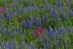 Kleuren palet op de Westman eilanden-Colour palette from the Westmann icelands-Farbe palette von der Westmann-Island-IJsland-Iceland-Island