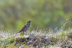 Koperwiek-Redwing-Rotdrossel-Turdus-iliacus-IJsland-Iceland-Island