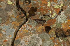 Korstmossen-Lichen-Flechte-IJsland-Iceland-Island