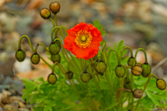 Kruipende klaproos-Arctic poppy-Arktischer Mohn Papaver radicatum-IJsland-Iceland-Island