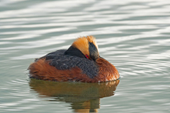 Kuifduiker-Slavonian grebe-Ohrentaucher-Podiceps auritus-IJsland-Iceland-Island