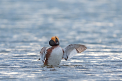 Kuifduiker-Slavonian grebe-Ohrentaucher-Podiceps auritus-IJsland-Iceland-Island