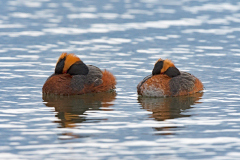 Kuifduiker-Slavonian grebe-Ohrentaucher-Podiceps auritus-IJsland-Iceland-Island