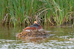Kuifduiker-Slavonian grebe-Ohrentaucher-Podiceps auritus-IJsland-Iceland-Island
