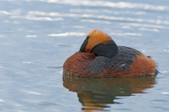 Kuifduiker-Slavonian grebe-Ohrentaucher-Podiceps auritus-IJsland-Iceland-Island