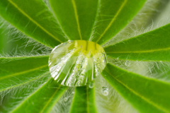 Lupine - lupin - Lupinen - Lupinus -IJsland-Iceland-Island