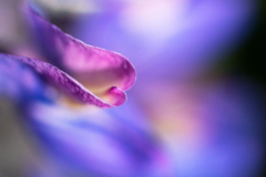 Lupine - lupin - Lupinen - Lupinus -IJsland-Iceland-Island