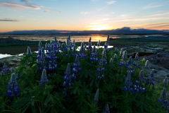 Lupine - lupin - Lupinen - Lupinus -IJsland-Iceland-Island