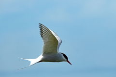 Noordse stern-Arctic tern-Kustenseeschwalbe-Sterna paradisaea-IJsland-Iceland-Island
