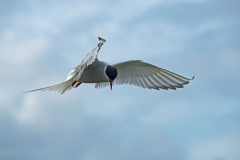 Noordse stern-Arctic tern-Kustenseeschwalbe-Sterna paradisaea-IJsland-Iceland-Island