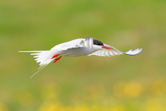Noordse stern-Arctic tern-Kustenseeschwalbe-Sterna paradisaea-IJsland-Iceland-Island